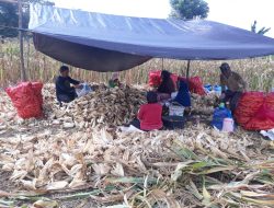 ‎Polisi Penggerak Polsek Awangpone Dampingi Panen Jagung di Lahan Warga Desa Mappalo Ulaweng