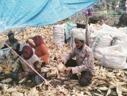 Tampung Keluh Kesah, Kanit Binmas dan Bhabinkamtibmas Sambangi Petani Jagung