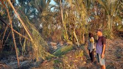 ‎Bhabinkamtibmas Bersama Warga Padamkan Kebakaran Lahan di Desa Panyili ‎